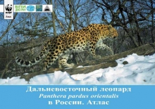 Дальневосточный леопард (Panthera pardus orientalis) в России